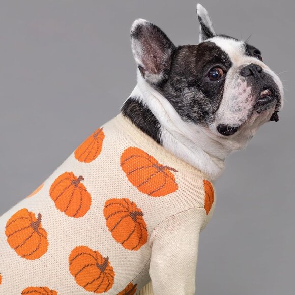 Warm Pumpkin Dog Sweater for Small Breeds - Ideal for Thanksgiving & Fall Days - Picture 3 of 8